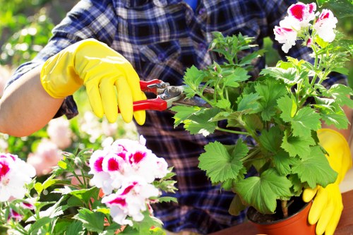 The image depicts a person wearing a blue and black checked shirt and bright yellow gardening gloves, using a small red gardening shear to trim a vibrant, flowering geranium plant in a brown plastic pot. The geranium features clusters of white and pink blooms with ruffled petals, surrounded by lush, green, serrated leaves. The background showcases a well-maintained garden with additional plants, possibly flowering shrubs or smaller plants, and dappled sunlight filtering through nearby foliage, suggesting a bright, outdoor environment. The scene emphasizes careful pruning and garden maintenance, which is relevant to professional gardening services in Abbey Wood, focusing on garden enhancement, plant care, and outdoor landscape management. The setting appears to be a landscaped or cultivated garden area, possibly part of a residential or community outdoor space, with natural lighting indicating a clear day and favorable weather conditions suitable for outdoor gardening activities.
